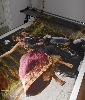 plakát, plotter, divatáru, óriás, reklám, a1